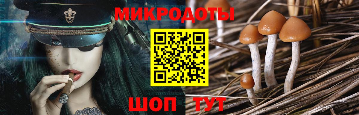 Курчалой  Галлюциногенные грибы Cubensis  Вход с VPN 